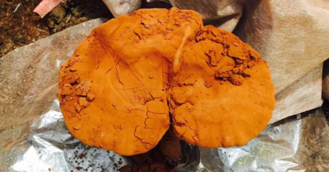 Ganoderma lucidum für eine bessere Lebensqualität