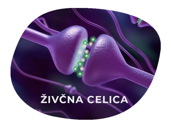 Živčna celica